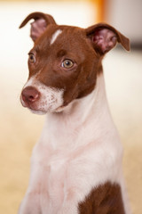 Dog Puppy Looking Distracted