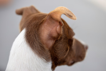 Dog Looked form Behind