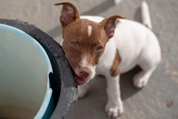 puppy dog playing with a bucket