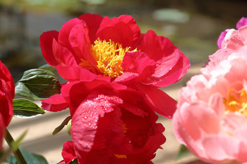 Peony. Beautiful flowering bright summer flower of the family Paeoniaceae