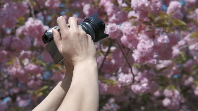 Hands of a female photographer with a camera. Hands of a female photographer taking pictures of sakura.