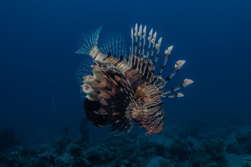 Lion fish in the Red Sea colorful fish, Eilat Israel