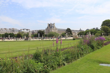 Fototapeta na wymiar Pelouse du jardin des Tuileries à Paris