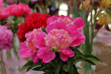 Peony. Beautiful flowering bright summer flower of the family Paeoniaceae