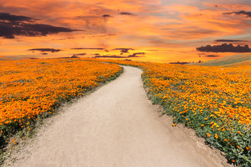 Inviting path through poppy wildflower super bloom field with sunset sky in Southern California.  