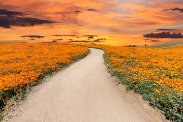 Rolgordijnen Inviting path through poppy wildflower super bloom field with sunset sky in Southern California.   © trekandphoto