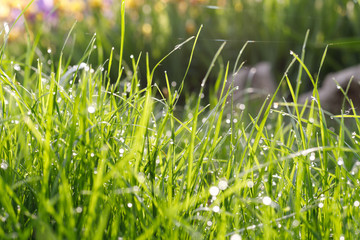 Young green grass with drops of dew in the rays of the morning sun.