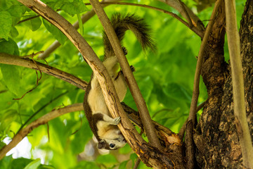 A Finlayson's squirrel playing on tree branches at Bangkok city park
