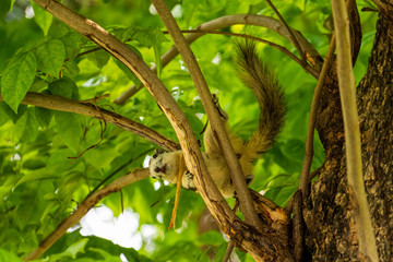A Finlayson's squirrel playing on tree branches at Bangkok city park