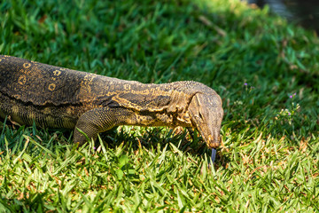 A Monitor Lizard lurking at Bangkok city park, Thailand
