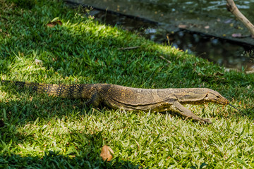 A Monitor Lizard lurking at Bangkok city park, Thailand
