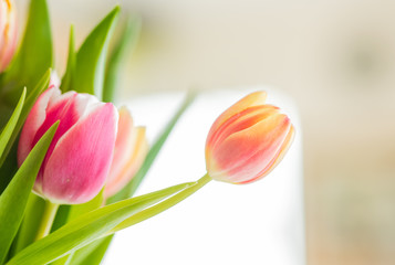Fresh tulips on pastel colors background..Tulips leaves isolated on a on wooden table and bright background..Spring yellow tulips seasonal time and strong colorful celebration trend flower.