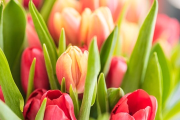 Fresh tulips on pastel colors background..Tulips leaves isolated on a on wooden table and bright background..Spring yellow tulips seasonal time and strong colorful celebration trend flower.
