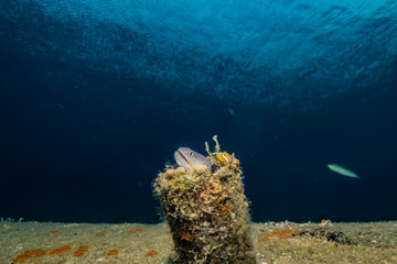 Moray eel Mooray lycodontis undulatus in the Red Sea, eilat israel