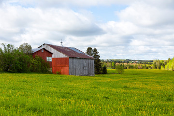 Obraz premium Old wooden barns set in field covered in dandelion in bloom with wooded area in the background, Sainte-Marguerite, Beauce, Quebec, Canada 
