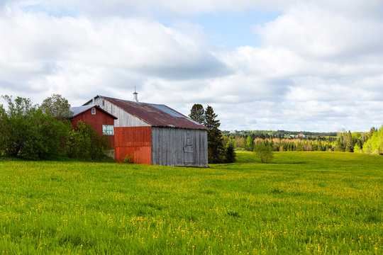 Old wooden barns set in field covered in dandelion in bloom with wooded area in the background, Sainte-Marguerite, Beauce, Quebec, Canada	