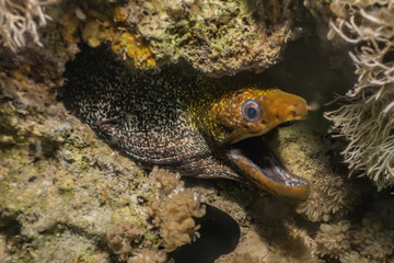 Moray eel Mooray lycodontis undulatus in the Red Sea, eilat israel