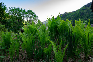 Fototapete bei efototapeten.de bestellen   