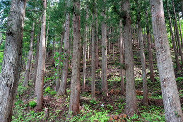 山形の森林