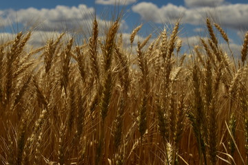 Primer plano de un trigal