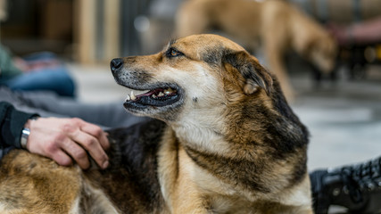 Resucue Dog and Service Dog