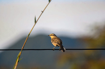bird perched on a wire with blurred background