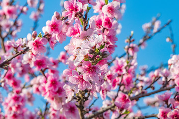 flowers in spring