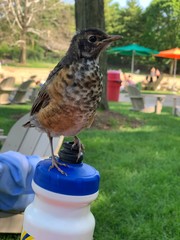 bird on feeder