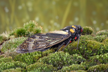 Cicada : Blue butterfly-wings cicada (Distantalna splendida) is a cicada species from southeast Asia (Thailand, Myanmar and India) Butterfly cicadas with broad multicolor wings.