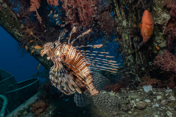 Lion fish in the Red Sea colorful fish, Eilat Israel