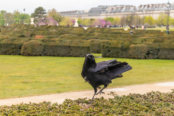 Paris, France - APRIL 9, 2019: Black Crow in Paris
