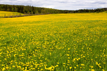 Obraz premium Large field covered in dandelion blooming in the spring set against wooded area in the Beauce region, Quebec, Canada