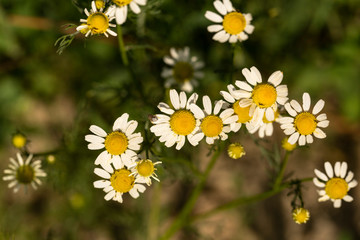 Fototapeta premium Blooming Wild Flowers Matricaria Chamomilla Or Matricaria Recutita Or Chamomile. Wild Chamomile on a summer meadow. Habitat insects. 