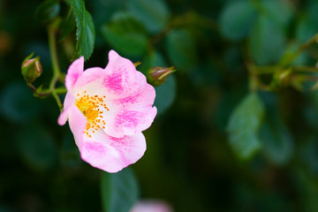 バラ園に咲く薔薇の花