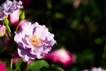 Obraz premium バラ園に咲く薔薇の花