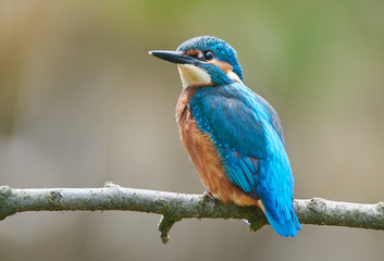 Kingfisher (Alcedo atthis) close up