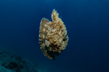 jelly fish in the Red Sea colorful and beautiful, Eilat Israel