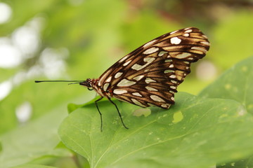 mariposa