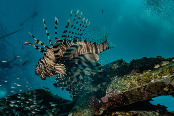 Lion fish in the Red Sea colorful fish, Eilat Israel