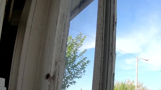Giant wasp crawling up the side of the window frame inside a house.