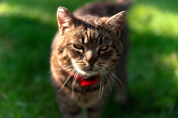 Naklejka na ściany i meble Horizontal portrait of grey domestic cranky cat wearing red collar with shallow depth of field. Focus on head