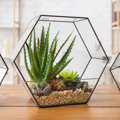 Succulent plants in florarium