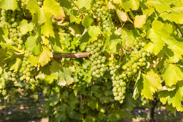 ripe White Riesling grapes on vine in vineyard with copy space below