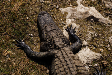 alligator from above