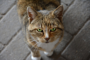 Fototapeta premium look from a domestic cat