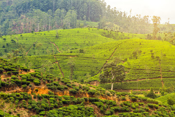 Fototapeta na wymiar Hill tea plantation background