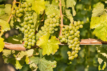 close-up of ripe bunches of Sauvignon Blanc grapes growing on vine in vineyard
