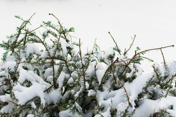 Snow Covered Tree