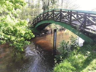 Fototapeta premium bridge in the forest