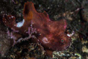 A young Ocellated frogfish, Antennarius sp., hunts for prey in Indonesia. Frogfish use camouflage to mimic common marine life such as sponges. Indonesia is home to amazing marine biodiversity.